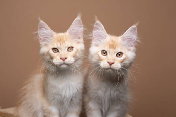 Meet Our Charming Male Maine Coon Cats