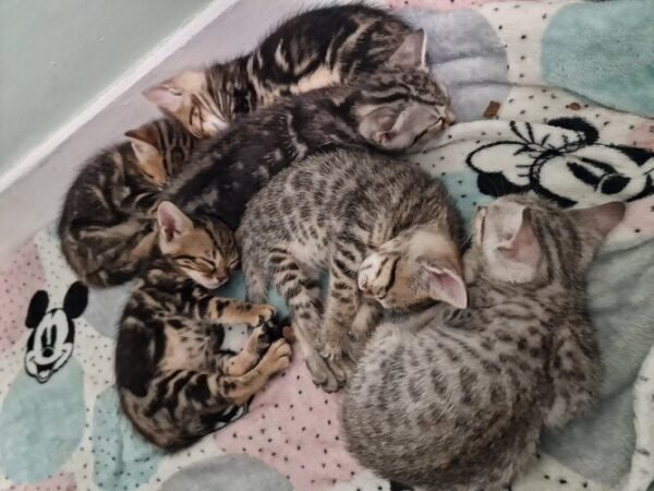 Discover the Allure of Gorgeous Tabby x Bengal Kittens - Image 2