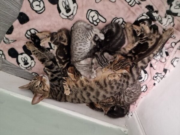 Discover the Allure of Gorgeous Tabby x Bengal Kittens - Image 3