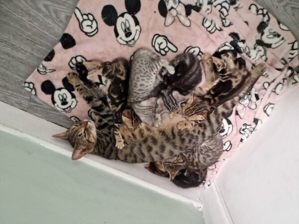 Discover the Allure of Gorgeous Tabby x Bengal Kittens