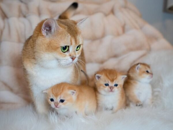 Adorable Show Quality Golden British Shorthair Kittens - Image 3