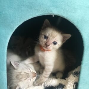 Explore the Unique Charm of Seal Lynx Snow Bengals