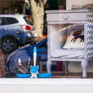 a cat sitting in a window with a blue bowl